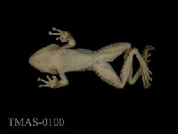 Swinhoe's brown frog Collection Image, Figure 7, Total 11 Figures